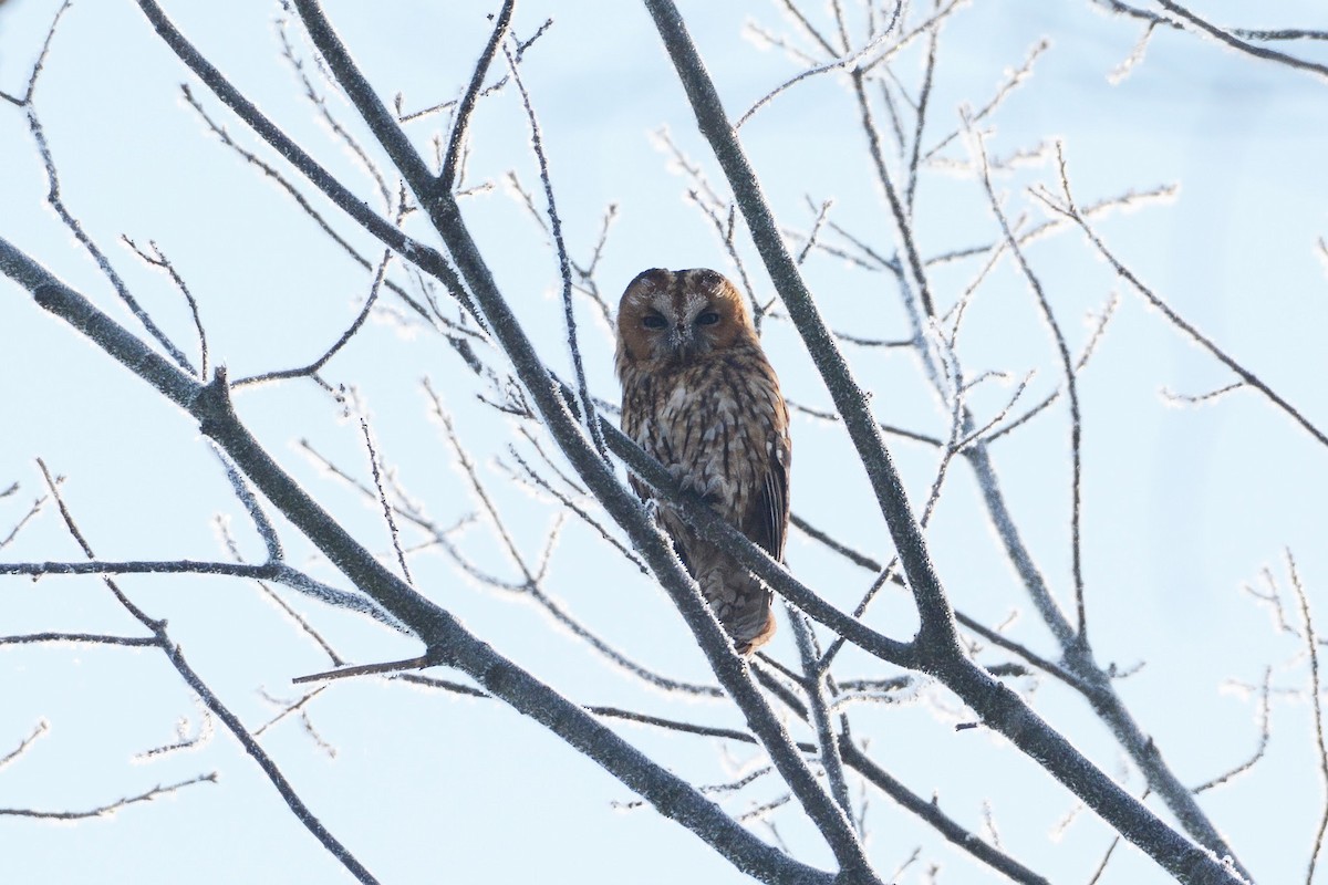 Tawny Owl - ML543304431
