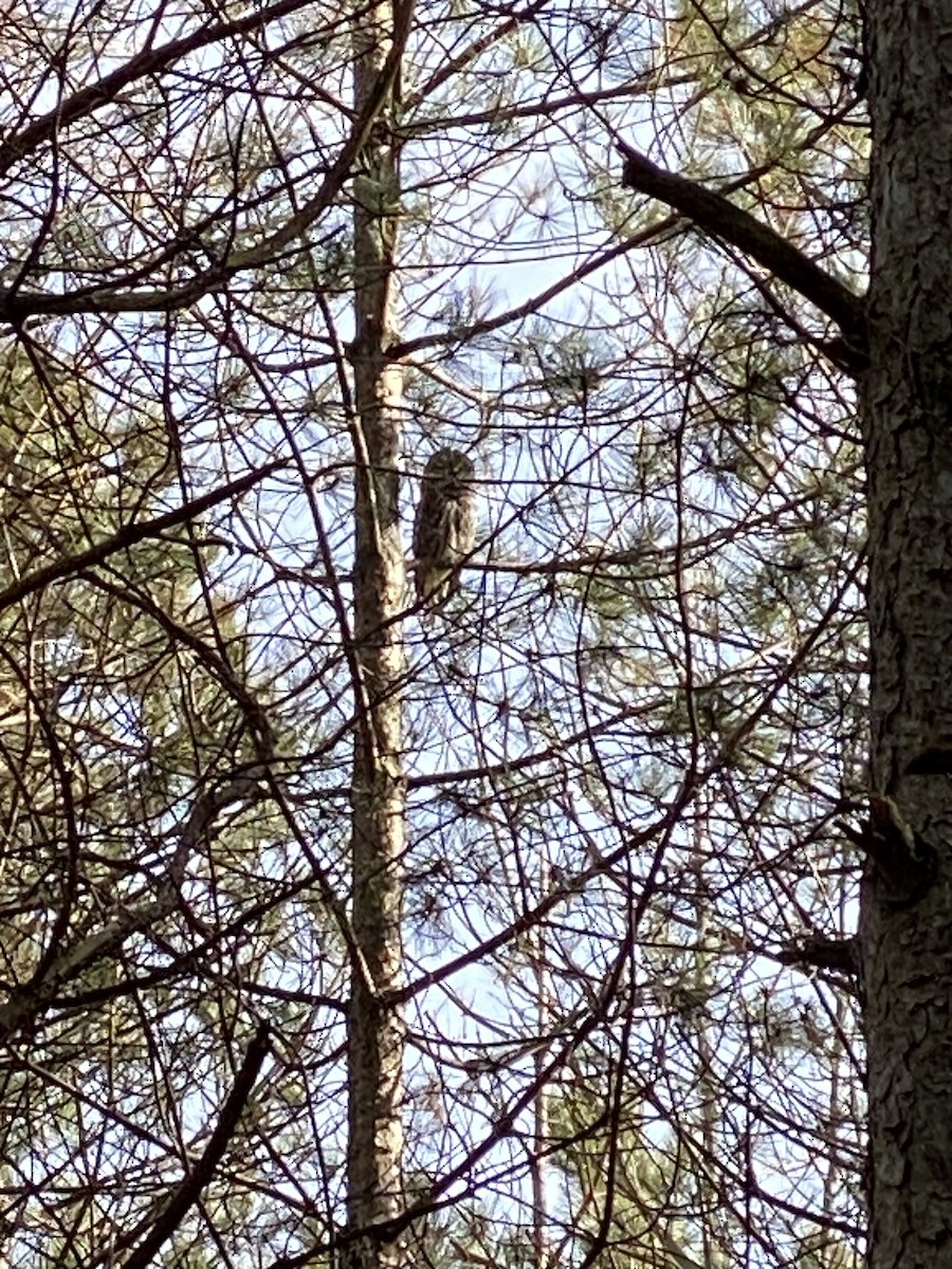 Barred Owl - Lois Frisbee