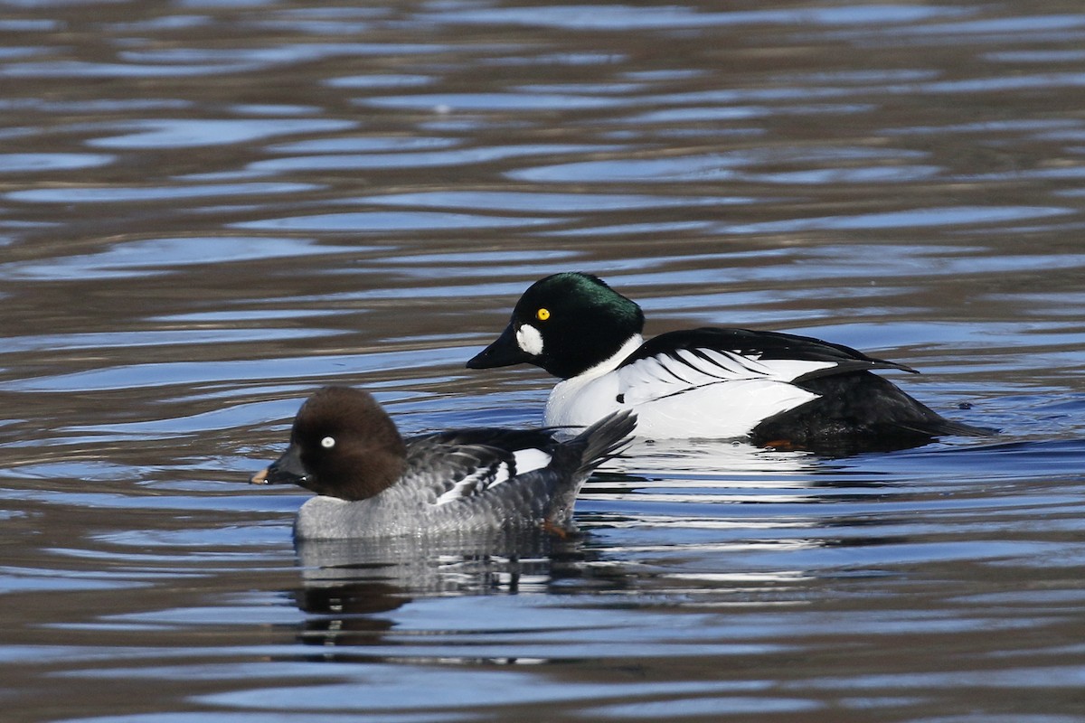 Common Goldeneye - ML543305081