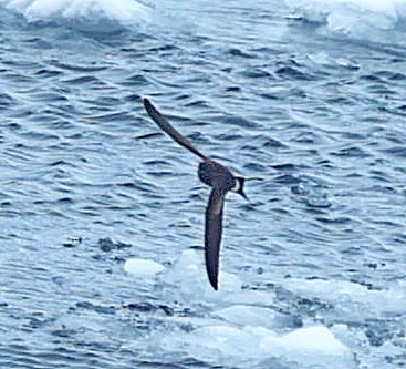 Wilson's Storm-Petrel - ML543305161