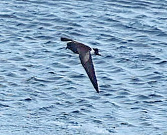 Wilson's Storm-Petrel - ML543305171