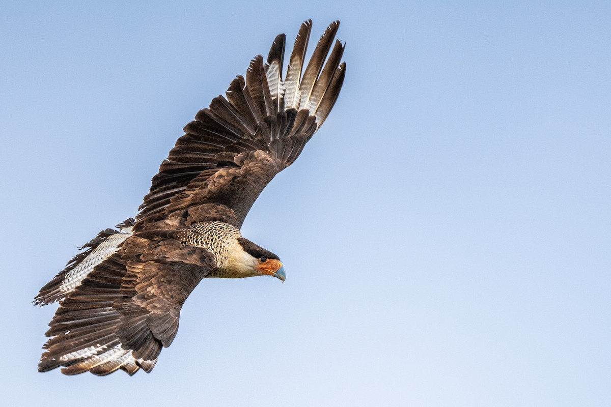 Crested Caracara - ML543305611