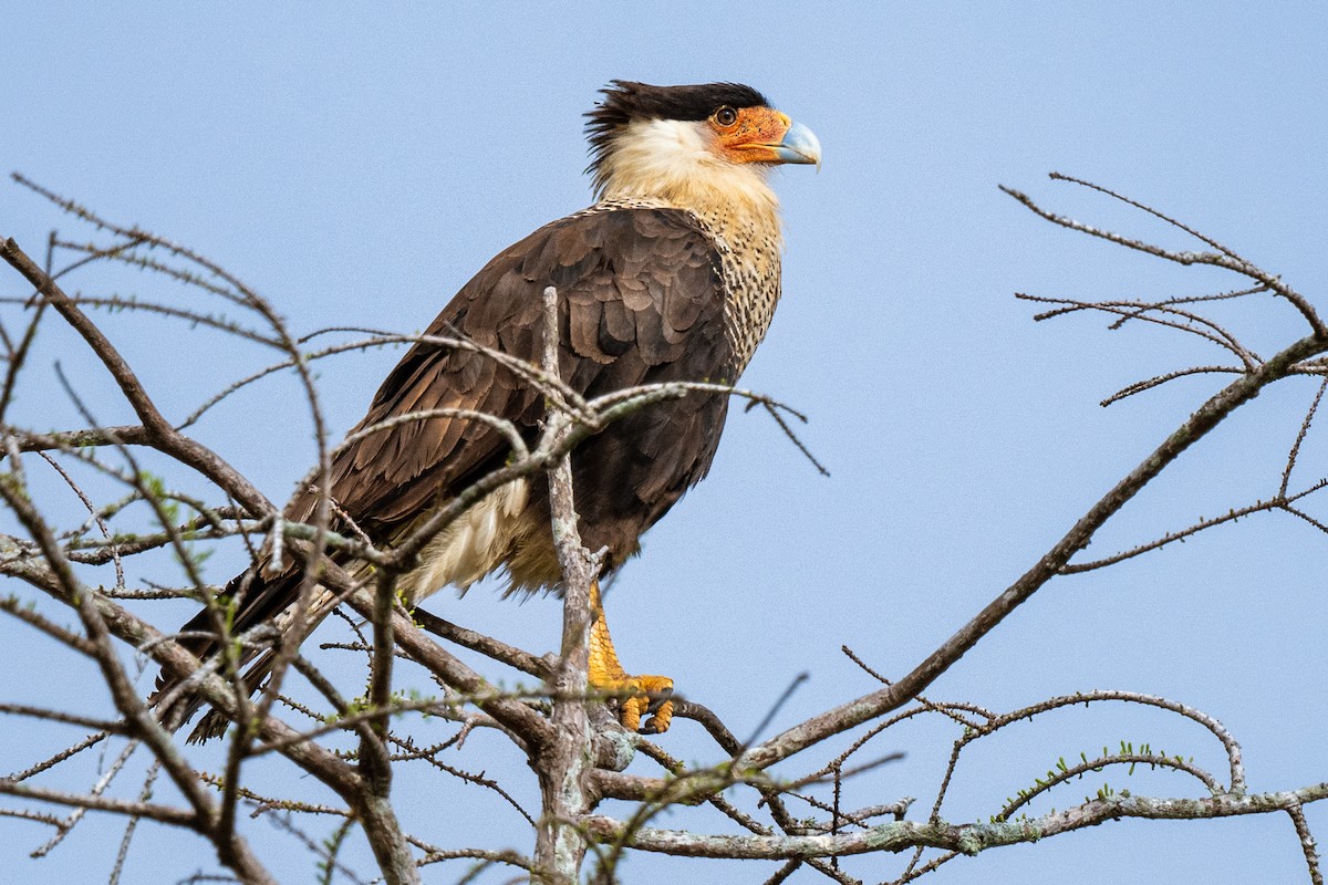 Crested Caracara - ML543305621