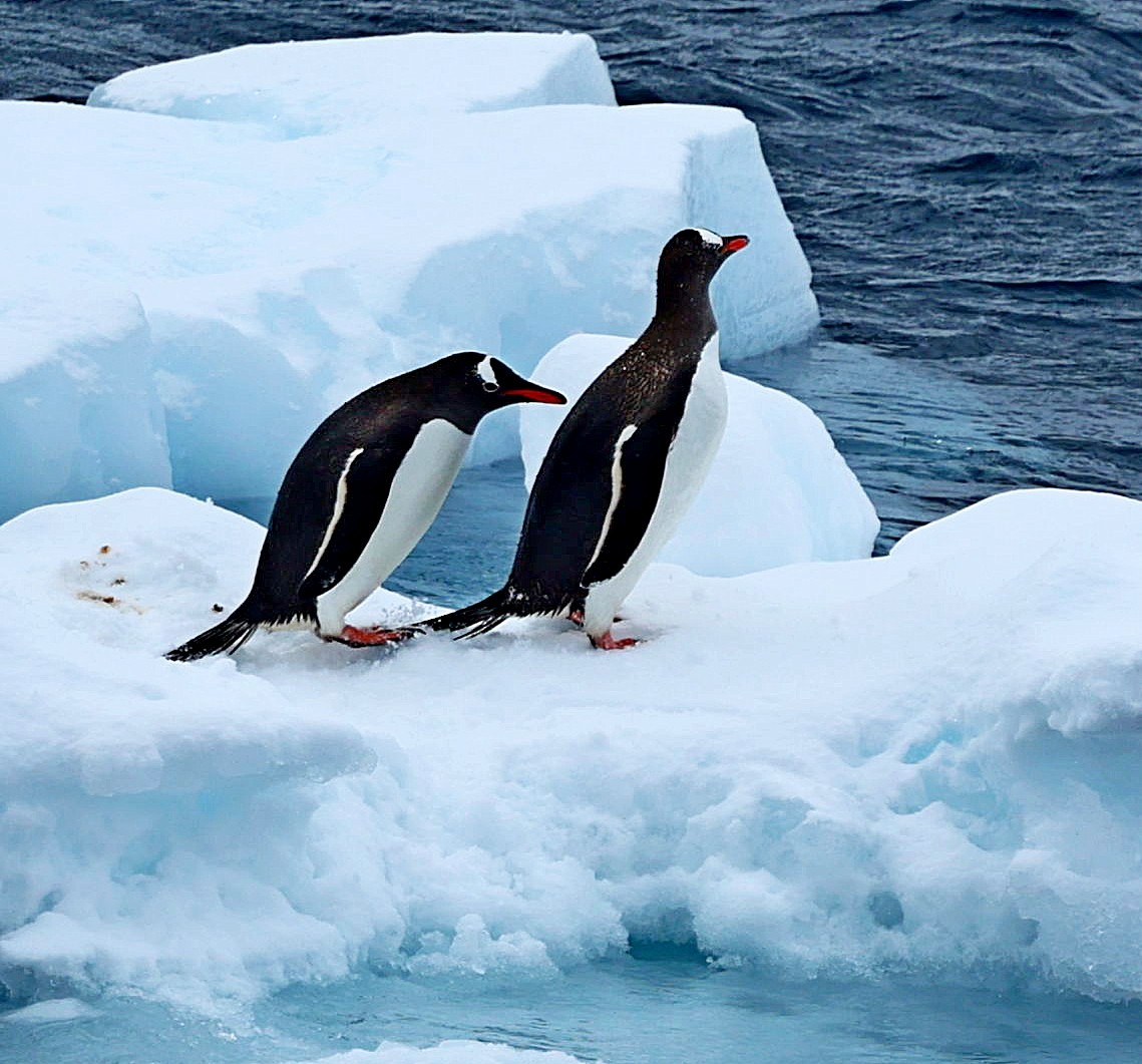 Gentoo Penguin - ML543305711