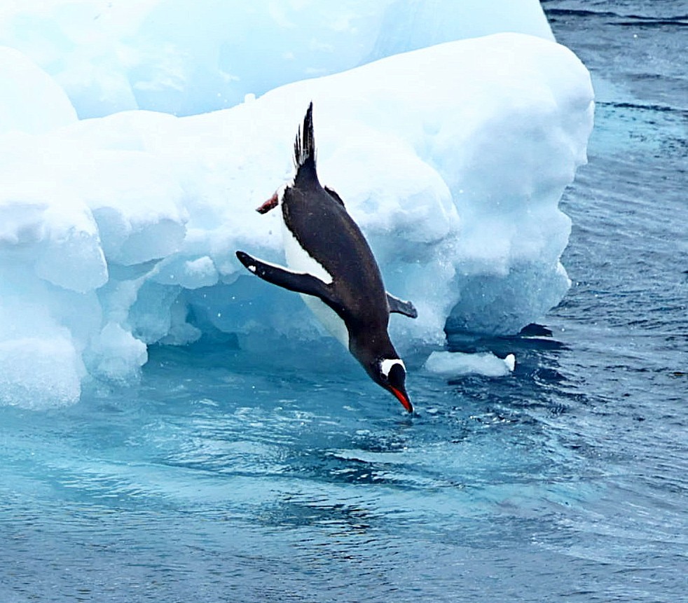 Pingüino Juanito - ML543305721