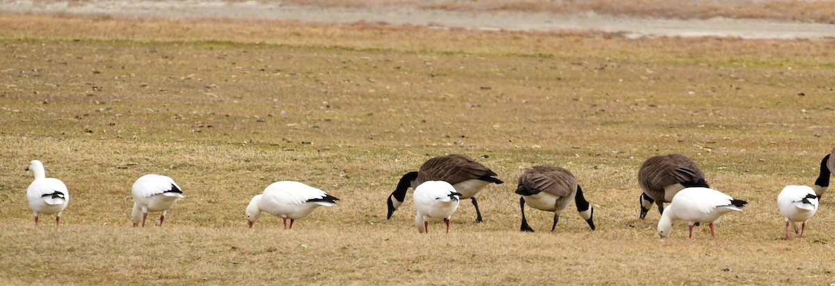 Ross's Goose - ML543305881