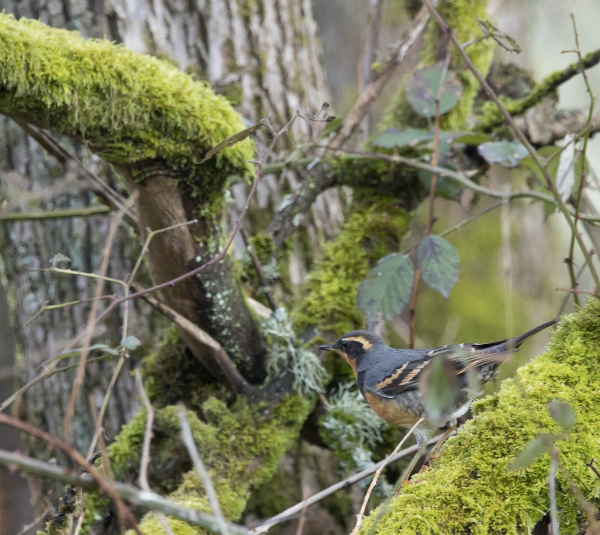 Varied Thrush - Brent Angelo