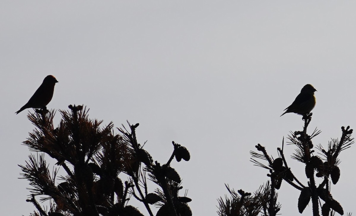 Red Crossbill - Yvonne Vaillancourt