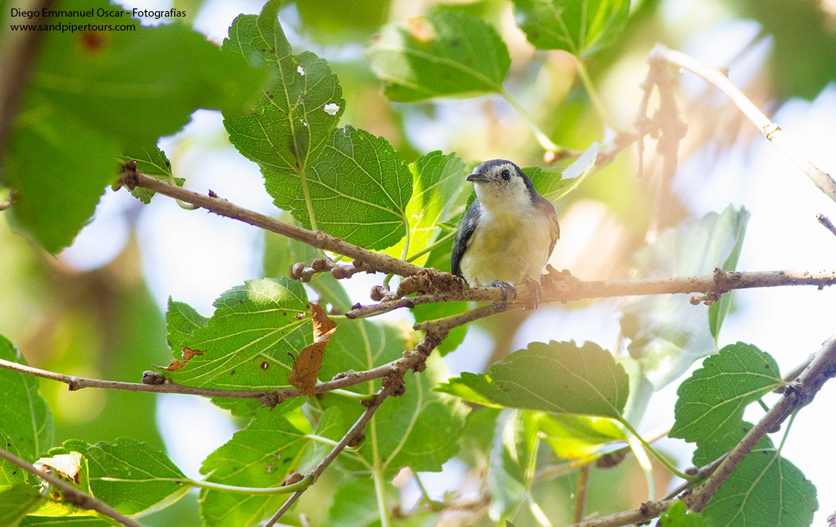 Creamy-bellied Gnatcatcher - ML543307361