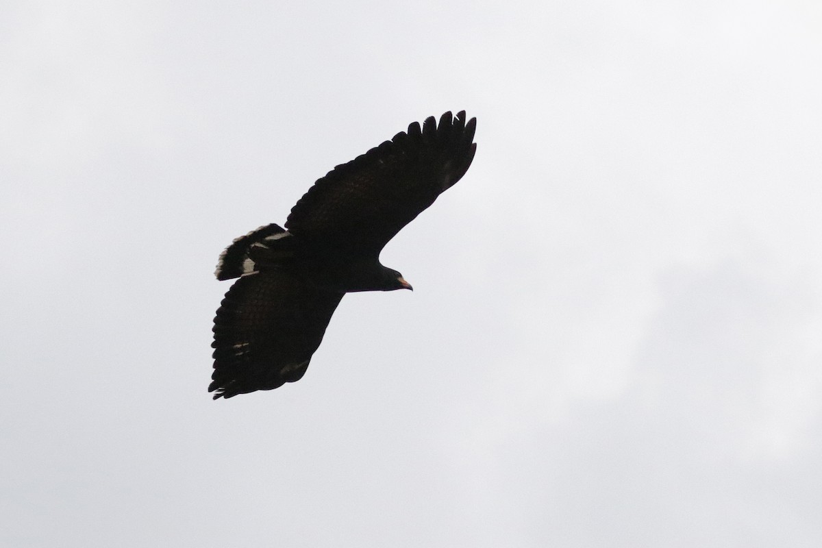 Common Black Hawk - Cameron Eckert