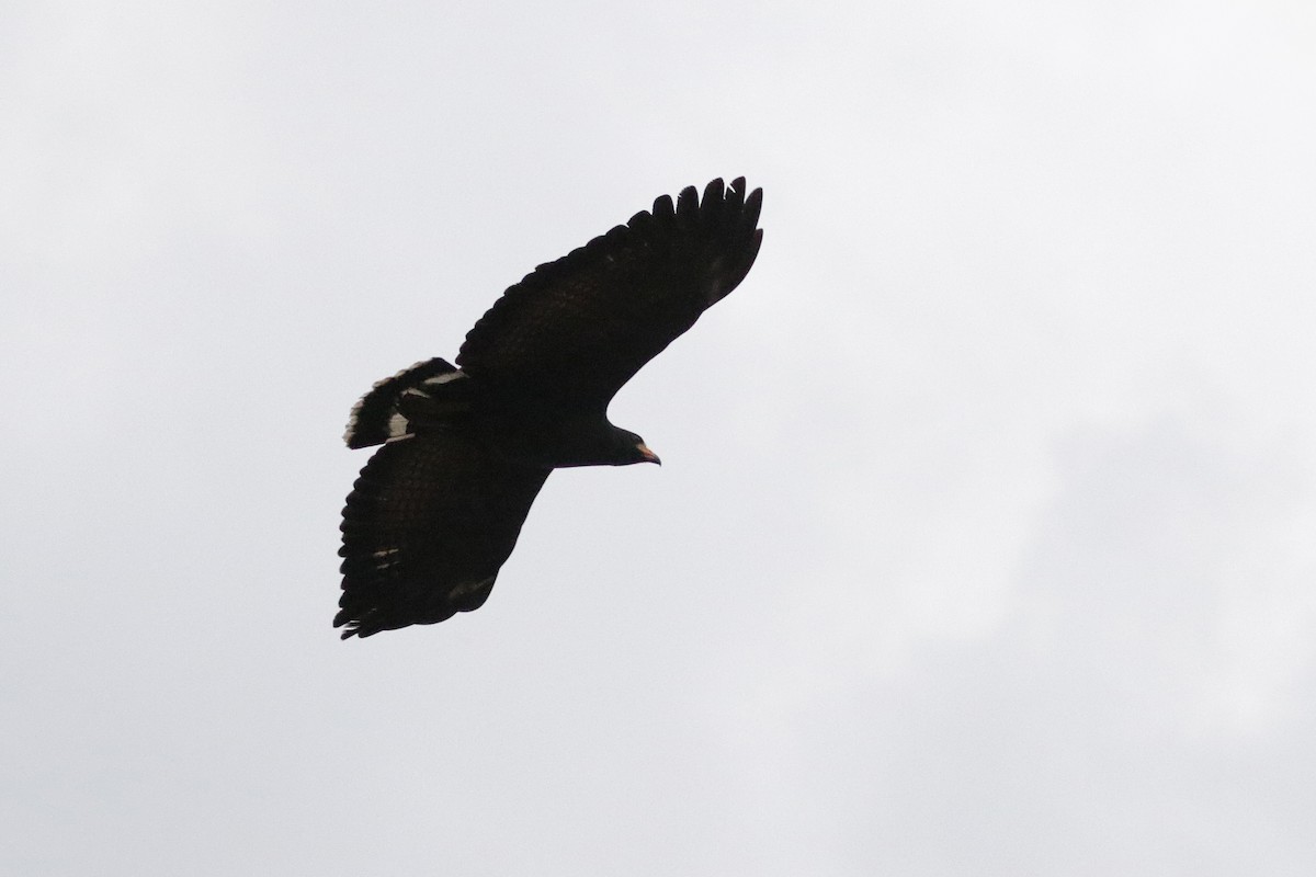 Common Black Hawk - ML54330791