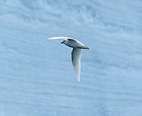 Snow Petrel - ML543308011