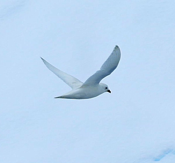 Snow Petrel - ML543308021