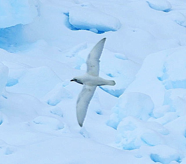 Pétrel des neiges - ML543308031