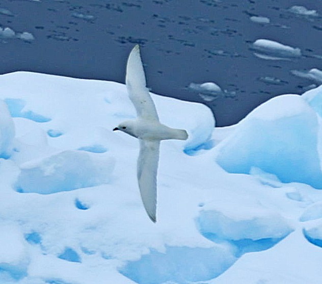 Snow Petrel - ML543308041