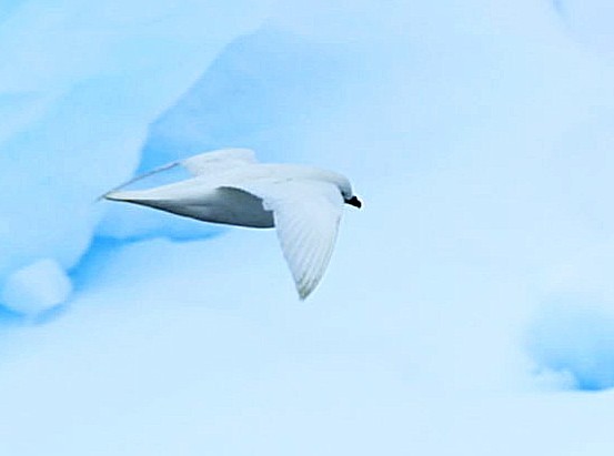 Snow Petrel - Maciej  Kotlarski