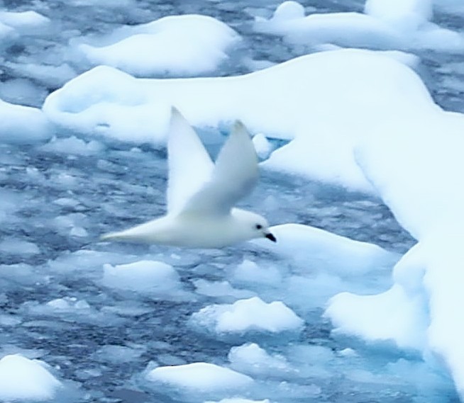 Snow Petrel - ML543308071