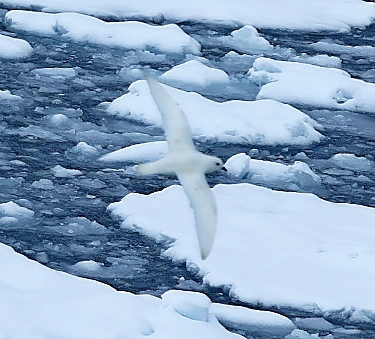 Snow Petrel - ML543308081