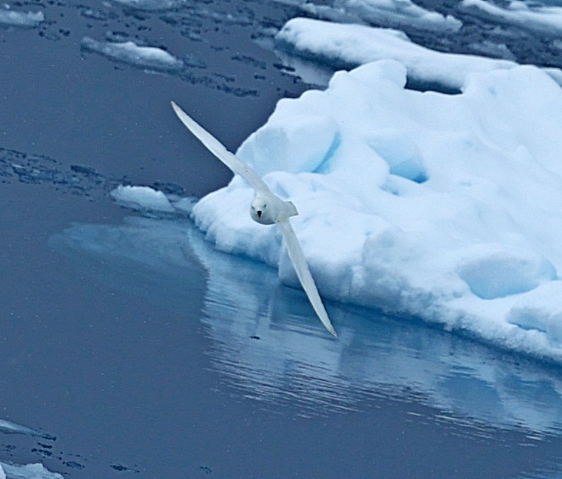 Snow Petrel - ML543308091