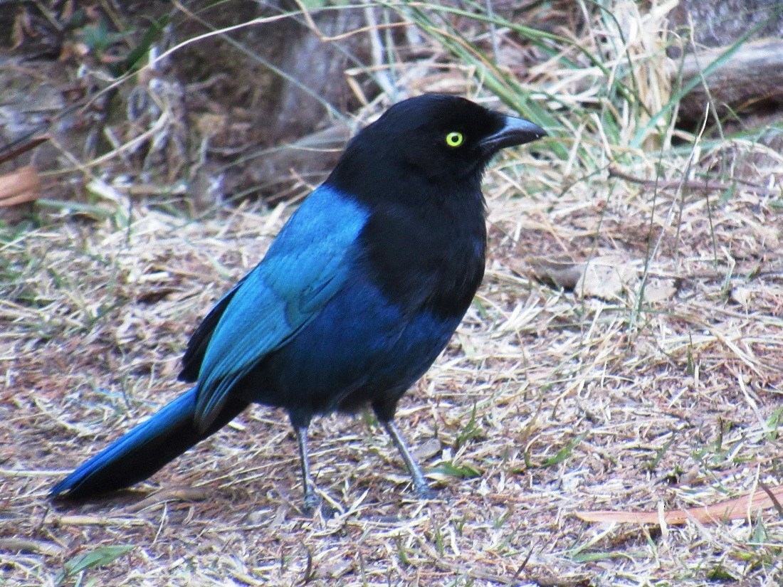 Bushy-crested Jay - ML54330811