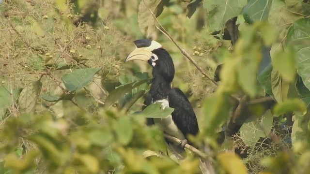 Malabar Pied-Hornbill - ML543308311