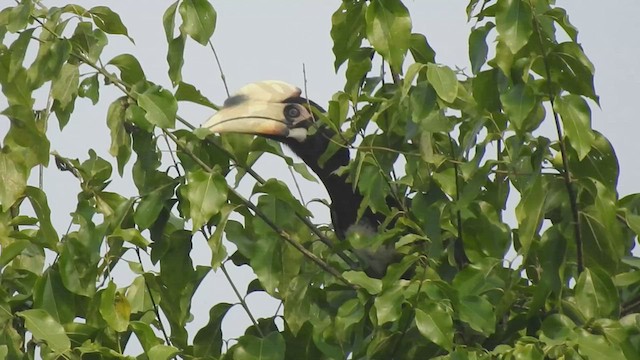 Malabar Pied-Hornbill - ML543308331