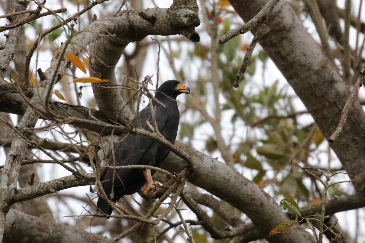 Common Black Hawk - Cameron Eckert