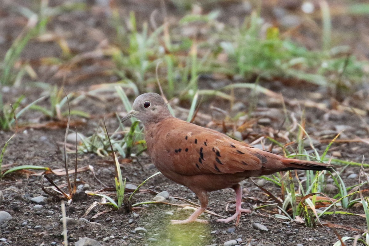 Ruddy Ground Dove - Cameron Eckert