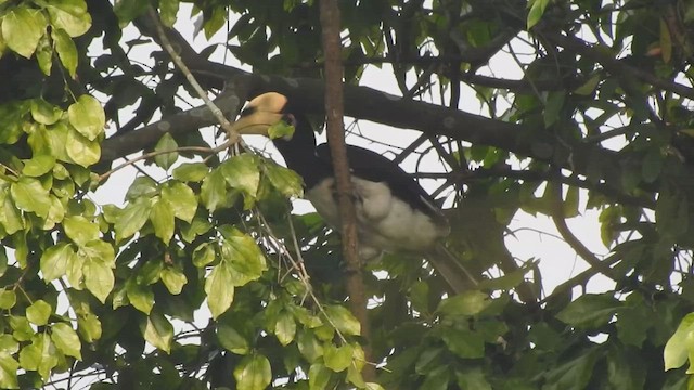 Malabar Pied-Hornbill - ML543308521