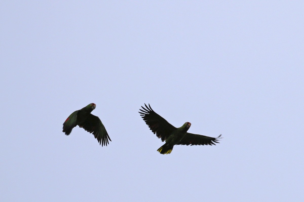 Red-lored Parrot - ML54330901