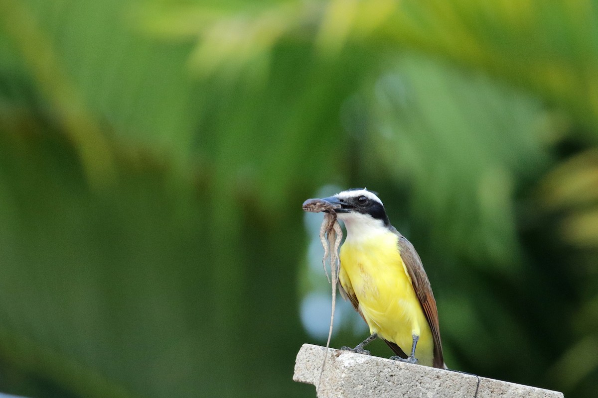 Great Kiskadee - Cameron Eckert