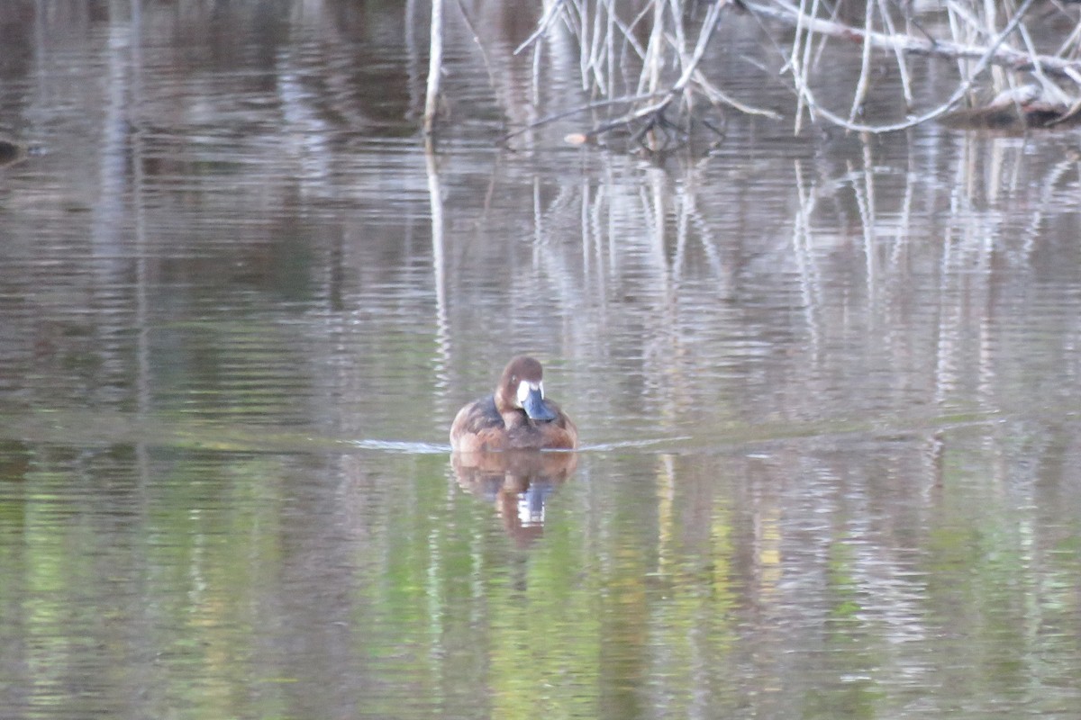 Lesser Scaup - ML54331161