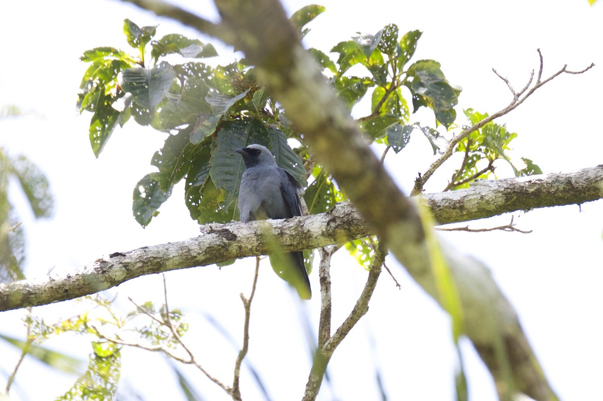 Boyer's Cuckooshrike - Chris Barnes