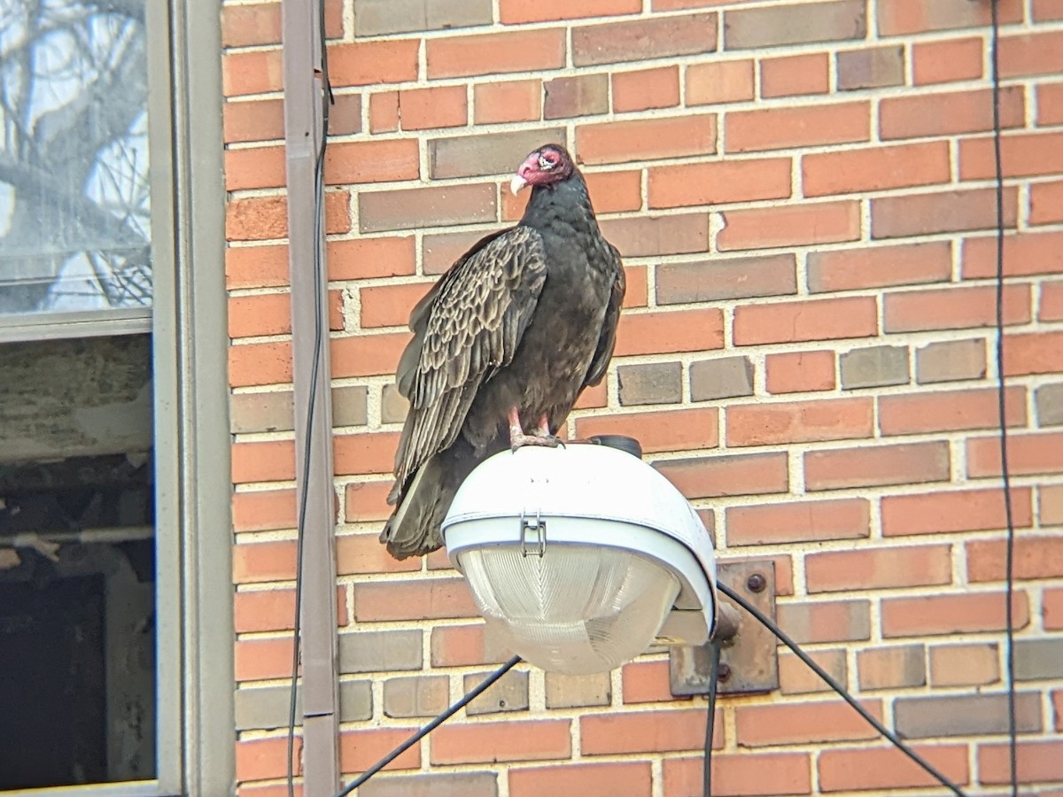 Turkey Vulture - ML543312381