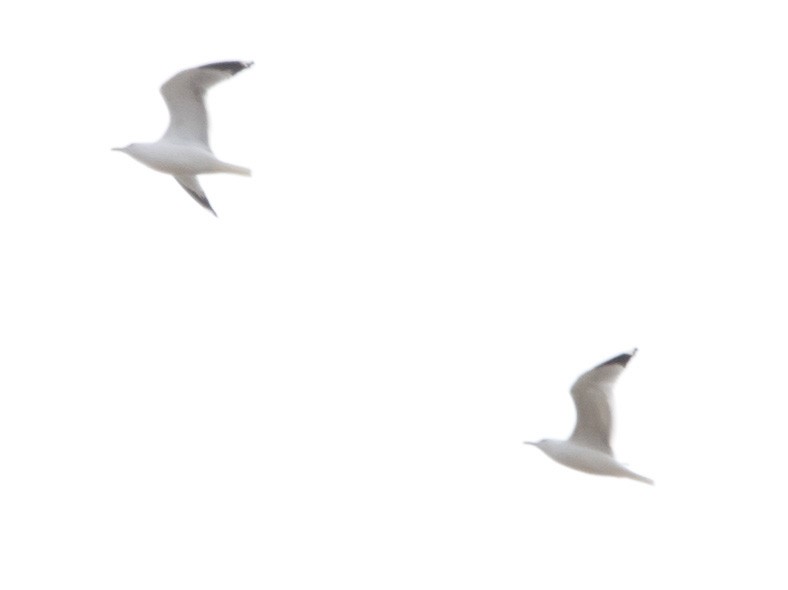 Ring-billed Gull - ML543312861