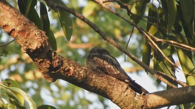 Jungle Nightjar - ML543313211