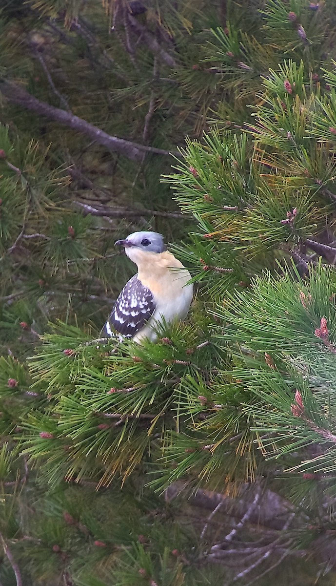 Great Spotted Cuckoo - Jose Guerra