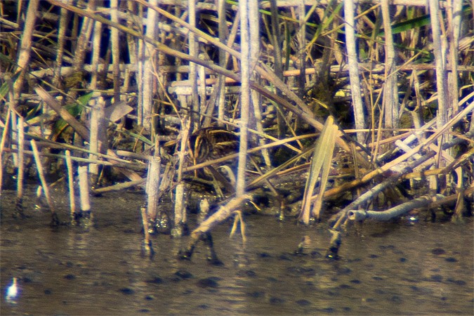 Jack Snipe - ML543314791