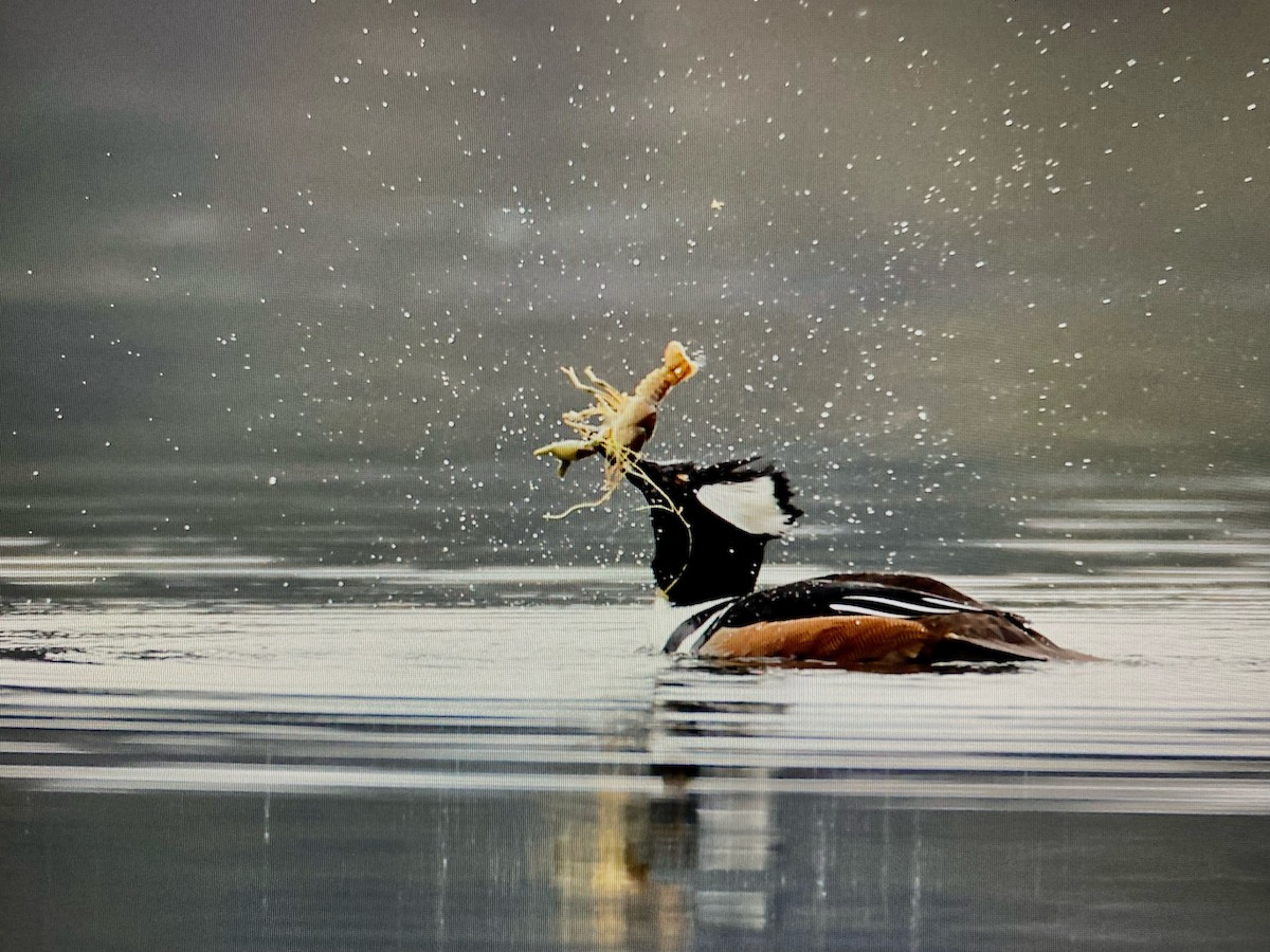 Hooded Merganser - Mike Bentley