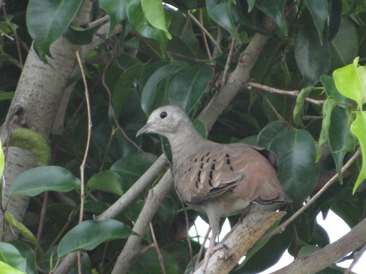 Common Ground Dove - ML543315491