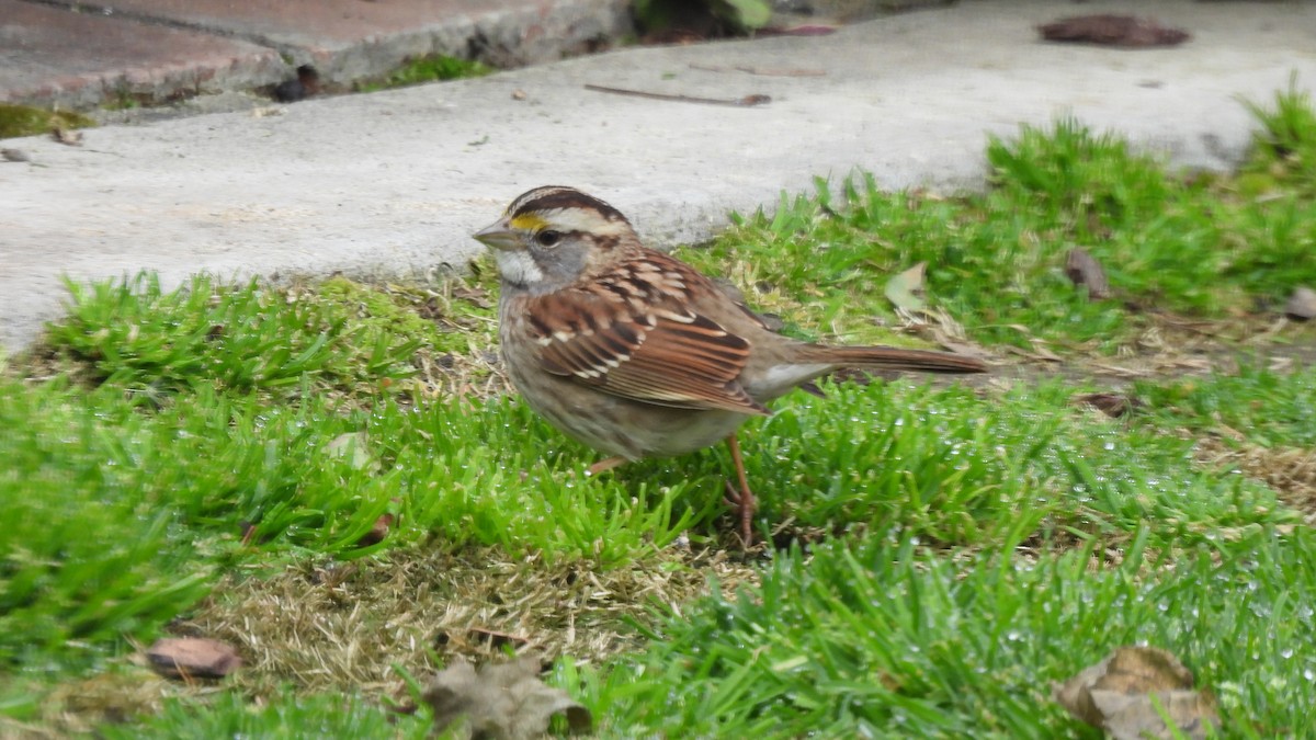 White-throated Sparrow - Karen Evans