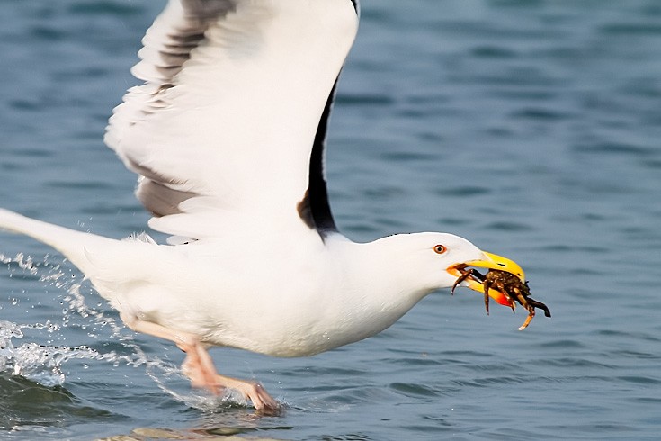 Great Black-backed Gull - ML543317041