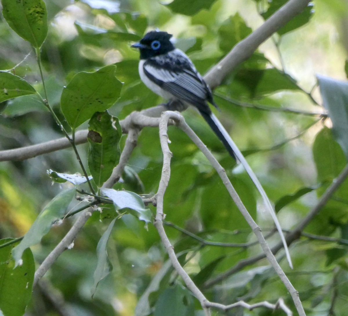 Malagasy Paradise-Flycatcher - ML543317081