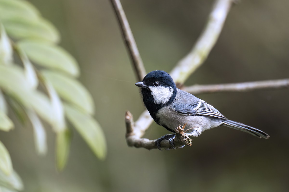 Cinereous Tit - ML543318001