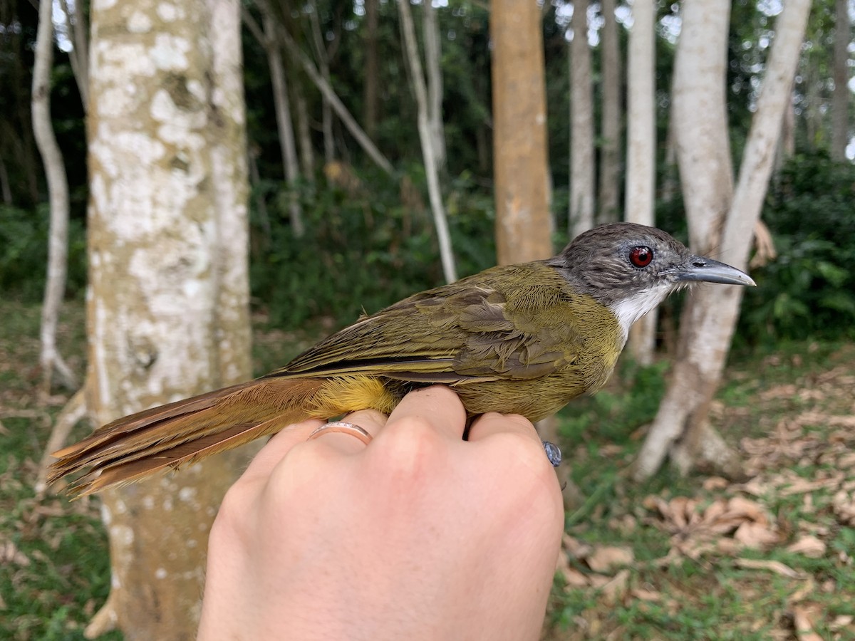 Red-tailed/White-bearded Greenbul - ML543318491