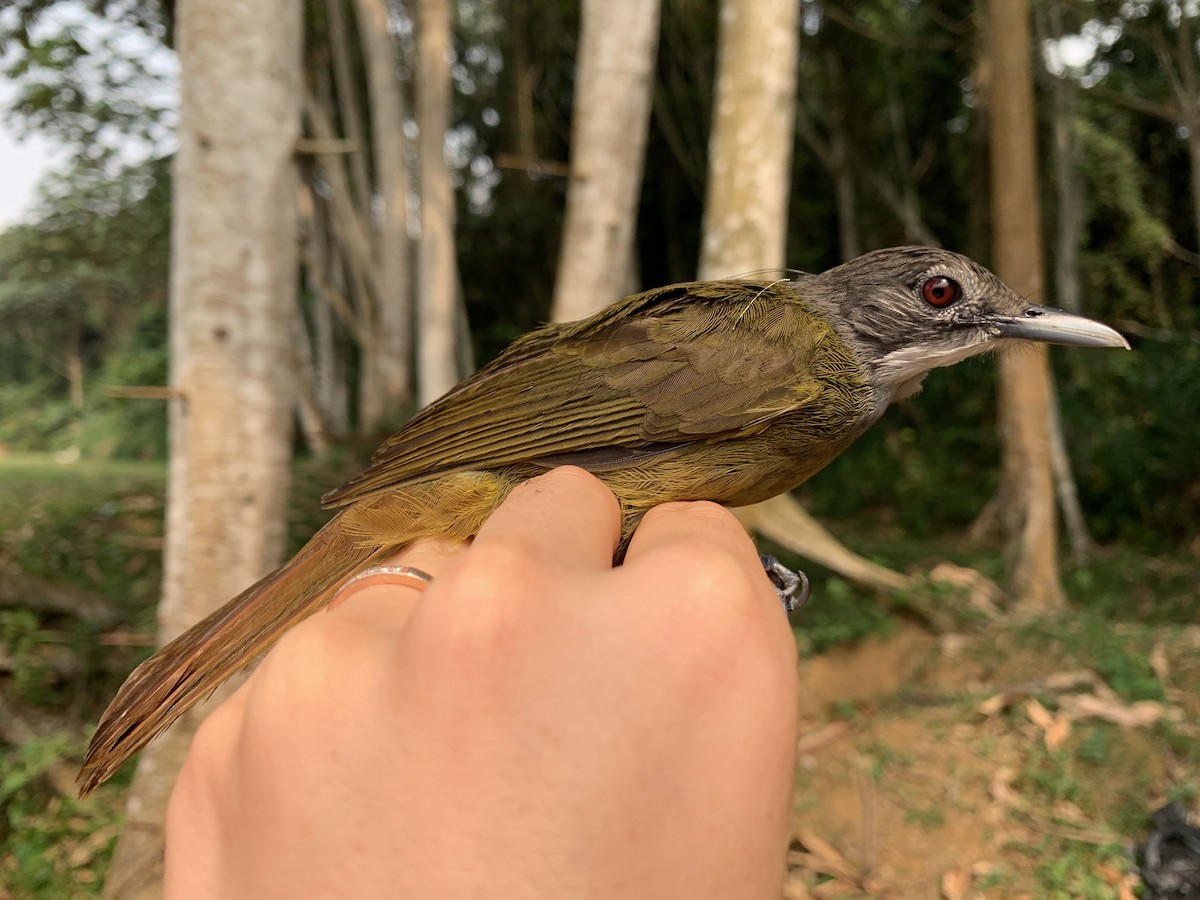 Red-tailed/White-bearded Greenbul - ML543318571