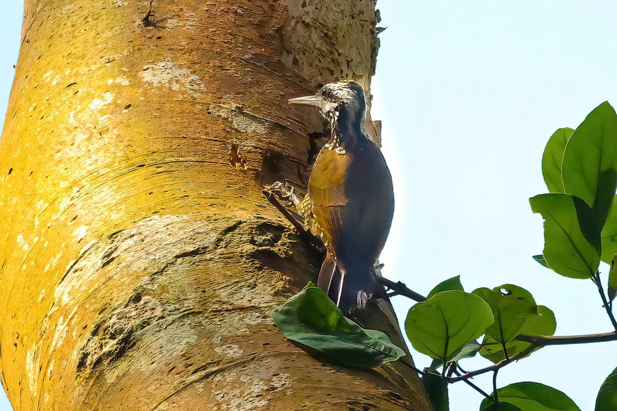 Golden-crowned Woodpecker - Jaap Velden