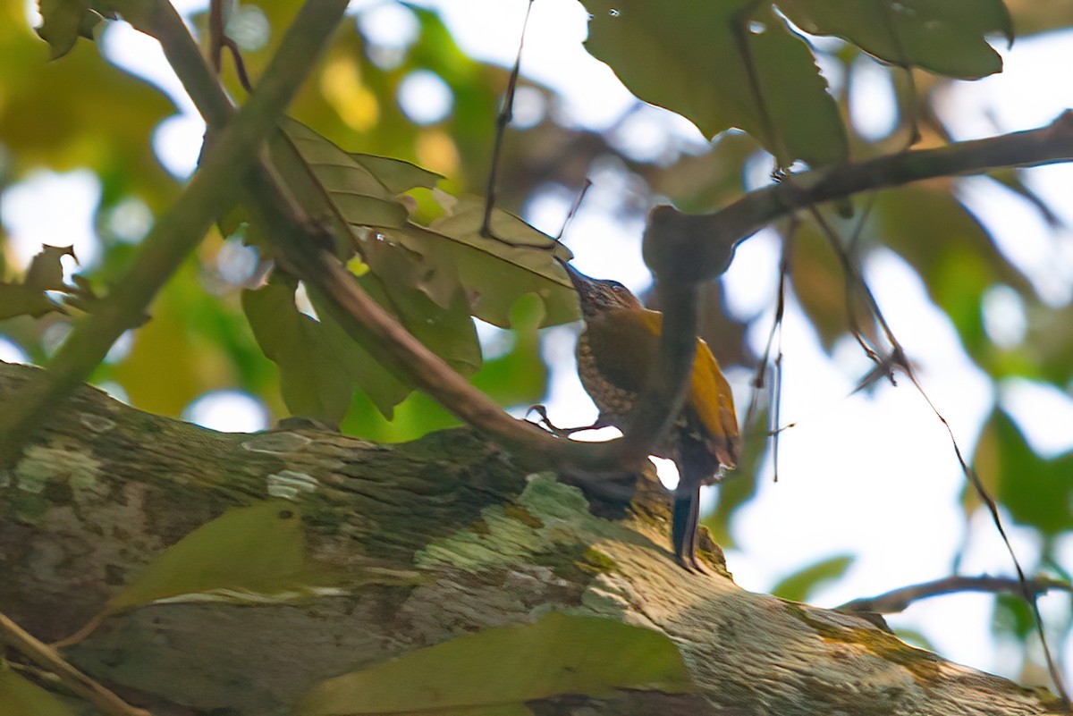 Brown-eared Woodpecker - ML543319681