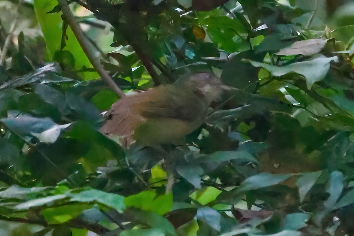 Bulbul Gorjiblanco - ML543320281