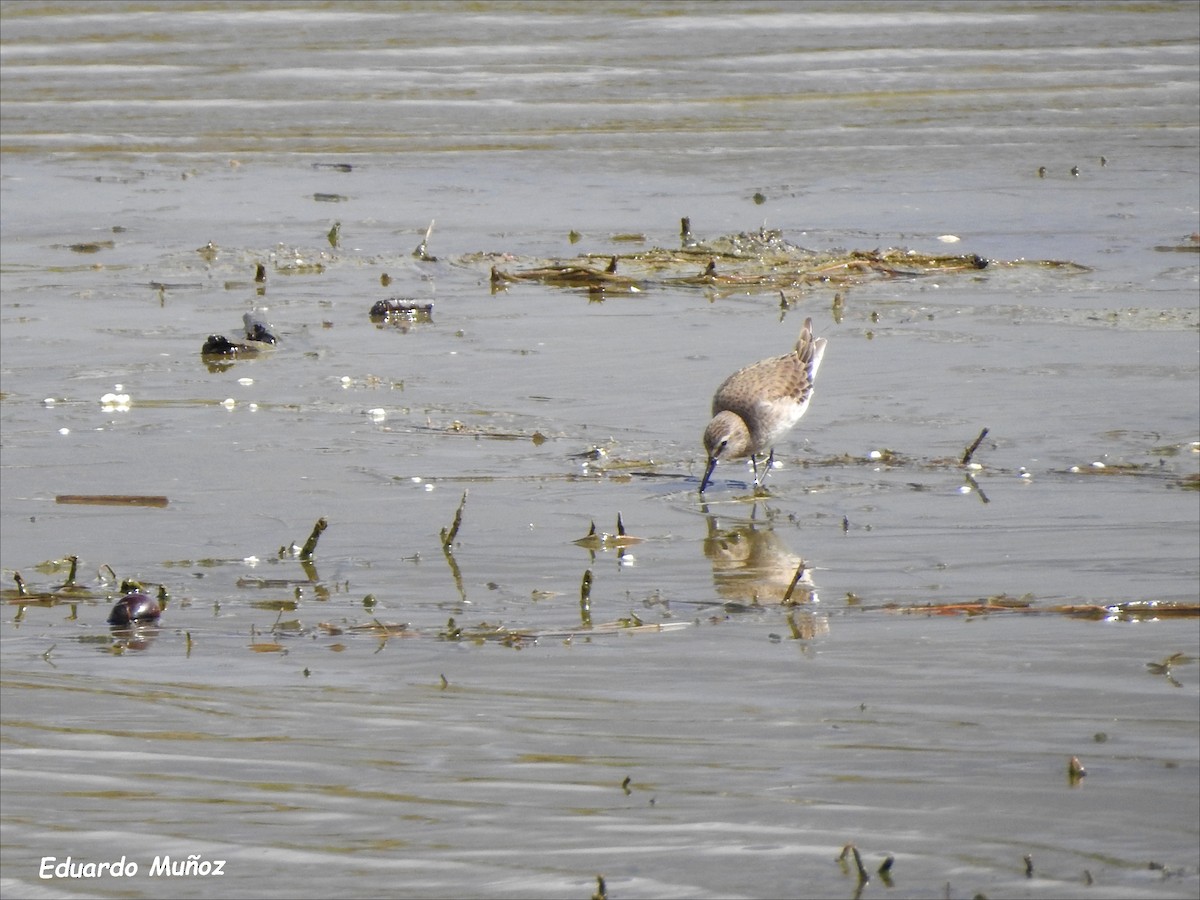 White-rumped Sandpiper - ML543325131